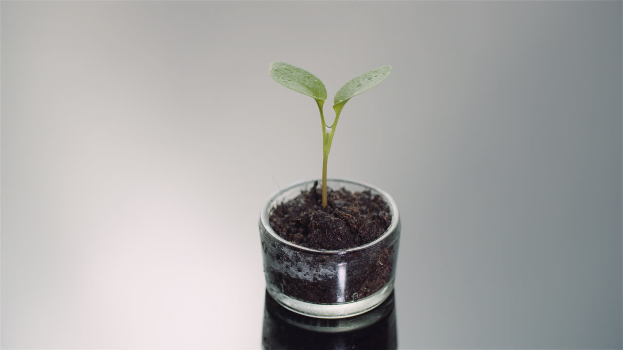 Piccola piantina verde che cresce in un vaso di vetro con terriccio