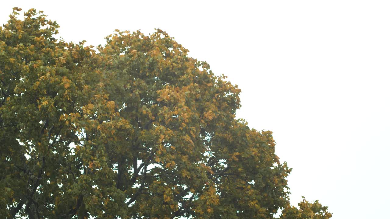 폭풍우 치는 날 강한 바람에 나무