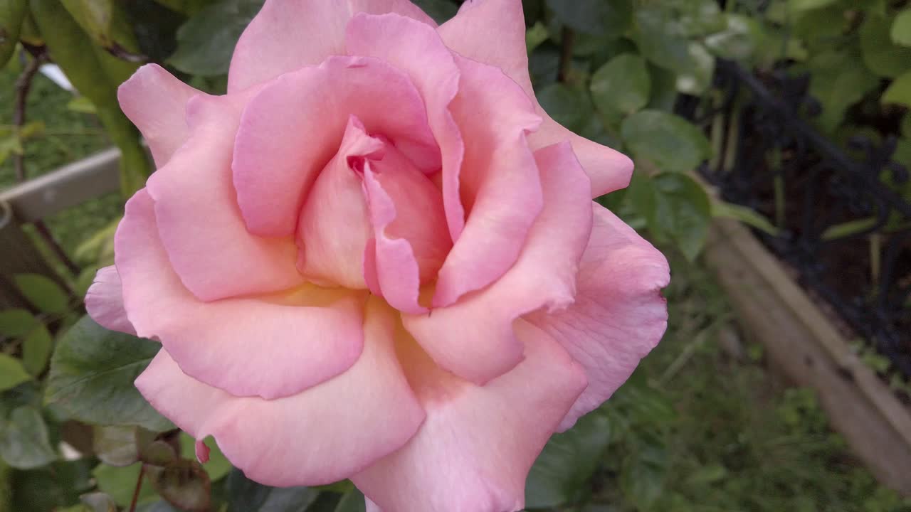 Rosa 'Compassion' mostrando pétalos abiertos.
