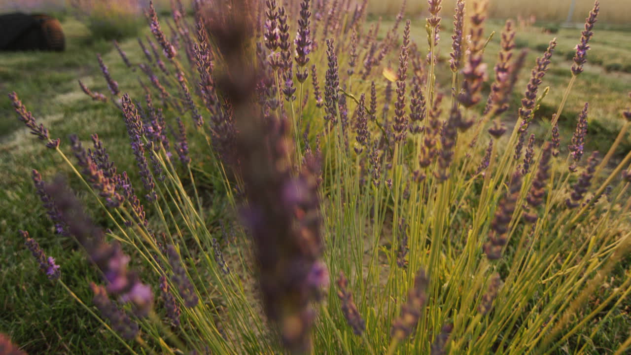 Una fila di cespugli di lavanda al tramonto