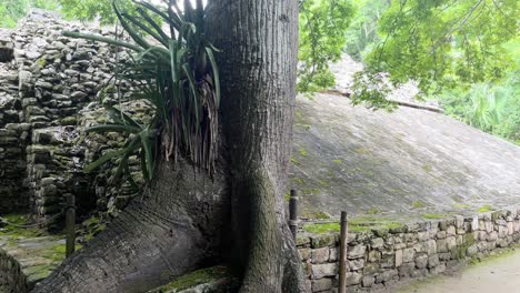 Pyramide-In-Den-Ruinen-Von-Coba-Maya,-Halbinsel-Yucatan,-Nahaufnahme-Alter-Baumwurzeln