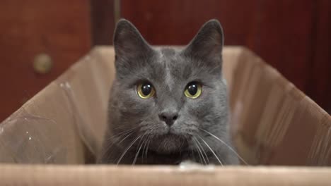 gray cat excited during a game in cardboard box