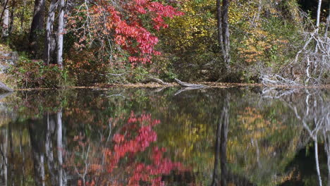 Follaje-De-Otoño-Y-Ramas-Secas-Reflejadas-En-El-Agua-Del-Lago-Durante-El-Otoño