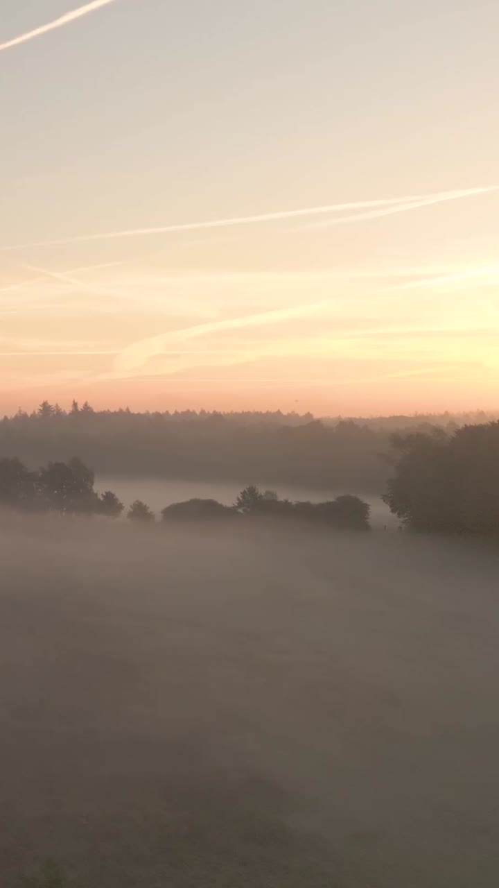 туманный восход солнца над лесом