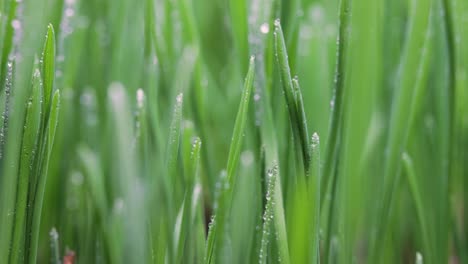 green grass close-up super macro shooting.