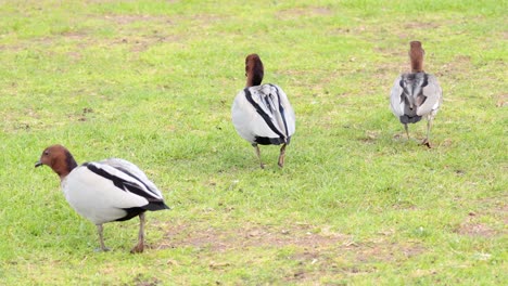 two ducks foraging on grassy field