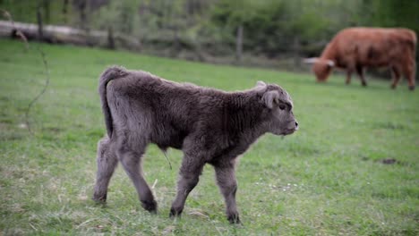 Un-Lindo-Y-Somnoliento-Ternero-De-Las-Tierras-Altas-Caminando-Sobre-Un-Prado-En-Alemania