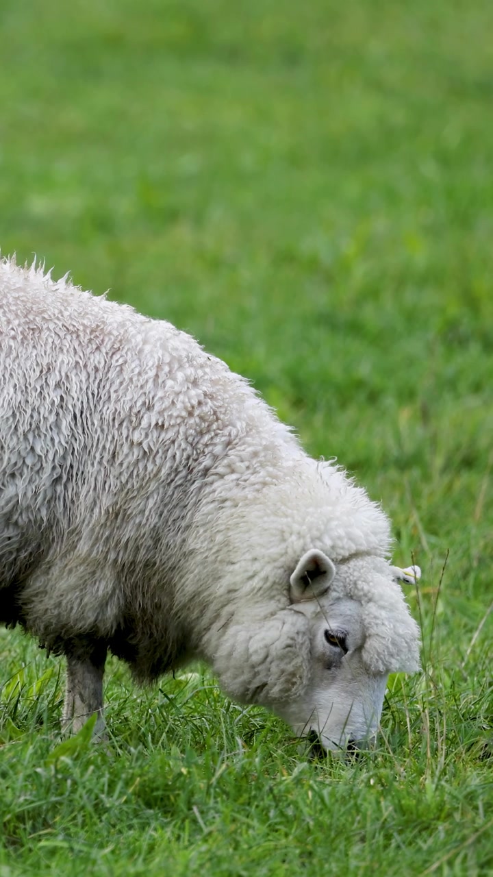 A sheep grazes peacefully in a vibrant green field under natural daylight, showcasing serene rural life