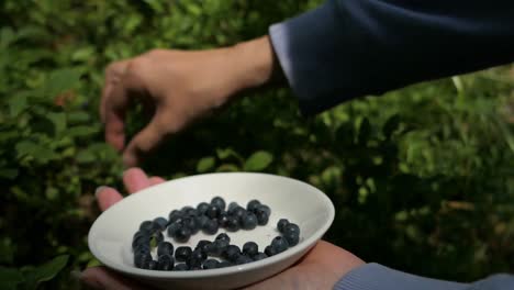 Woman-collecting-blueberries-and-putting-berries-in-small-bowl,-closeup