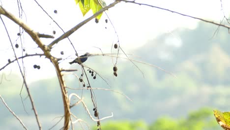 Rotbeiniger-Honeycreeper-Vogel-Sitzt-Auf-Einem-Ast-Und-Fliegt-Davon