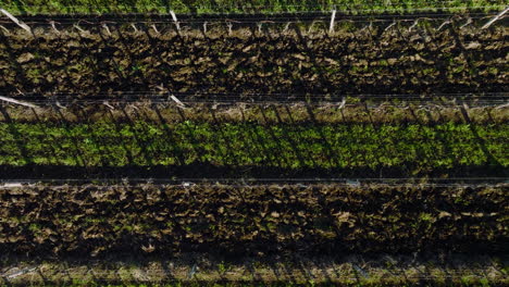 vinyards in a small village in buzet region in croatia in spring time - wide shot