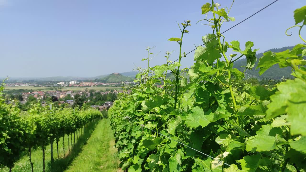 Vineyards in the foreground, in the background an old castle in the summertime in Grunern, Germany,, panning shot