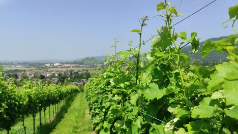 vineyards in the foreground, in the background an old castle in the summertime in grunern, germany,, panning shot
