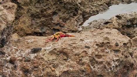 Static-close-up-shot-of-a-crab-laying-still-on-the-rocks-on-the-beach