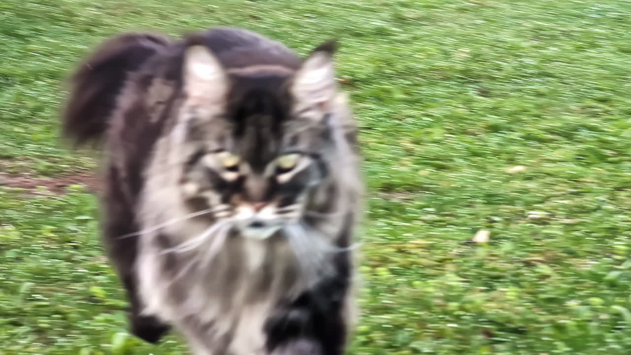 Maine Coon enjoying outdoor conditions in Cesis garden