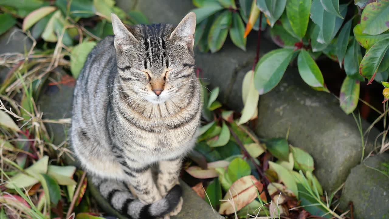 Un gatto soriano seduto all'aperto