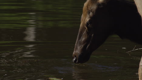 Kanadische-Tierwelt---Majestätische-Hirsche,-Die-Am-Ufer-Eines-Flusses-Entlang-Spazieren