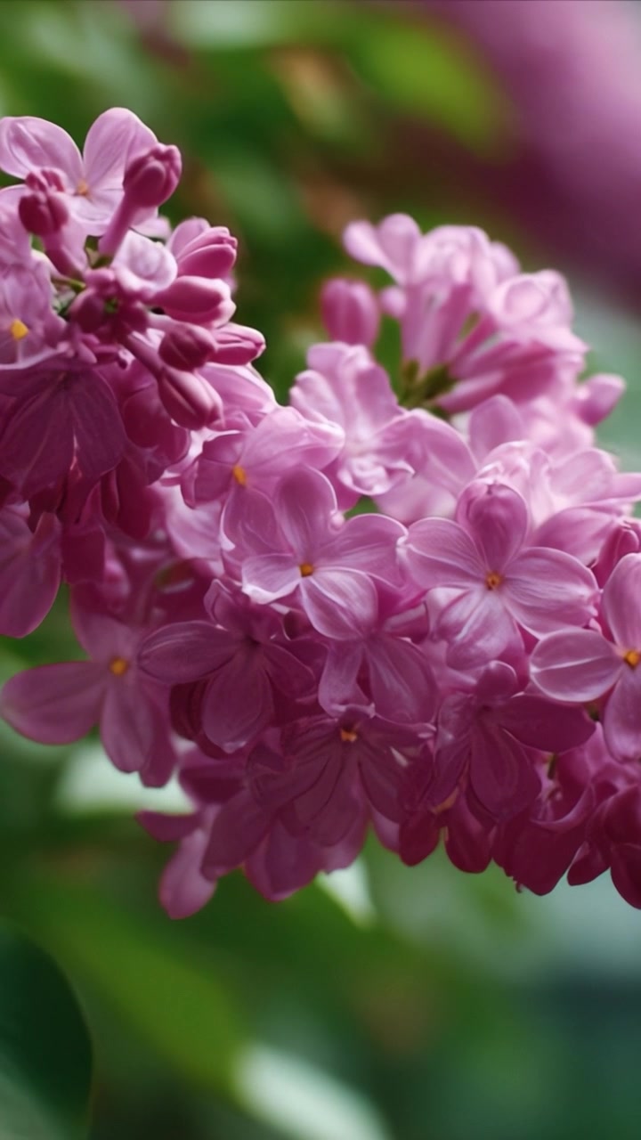 Close-Up Indah Bunga Lilac Lembut Mekar Cerah di Latar Belakang Hijau Subur, Menampilkan Kelopak Lembut dan Warna Pekatnya.