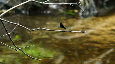 에보니 주얼 (ebony jewelwing) 이 숲 속의 담수 하천 위에 있는 가지에 앉아 있다.