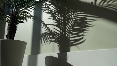 aesthetic plant shadow on wall in morning light apartment home cozy