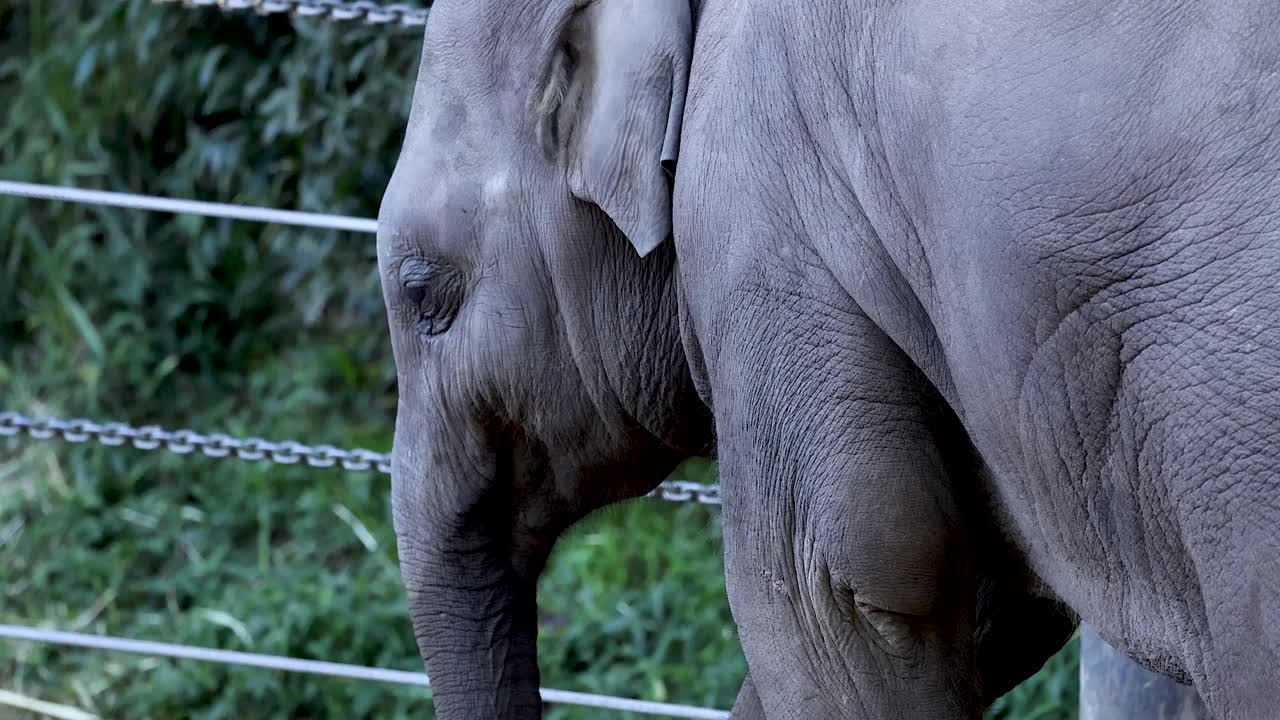 멜버른 동물원 에서 잎 을 먹는 코끼리