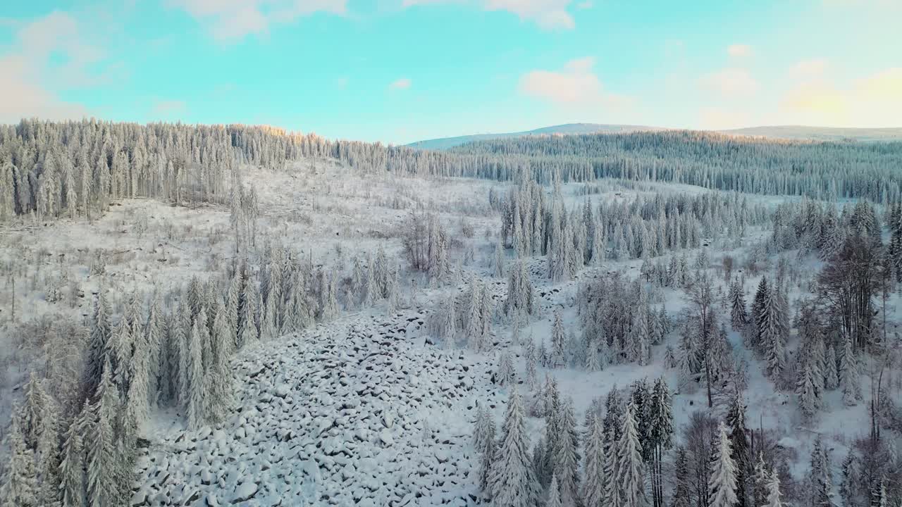 drone volando sobre un bosque de pinos congelado en la soleada ladera de una montaña nevada