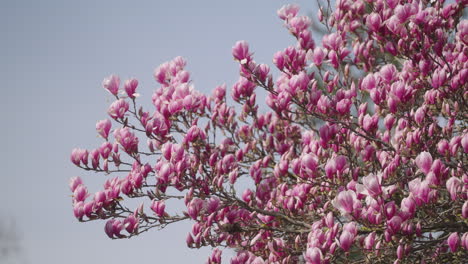 las flores de un árbol de magnolia en primavera