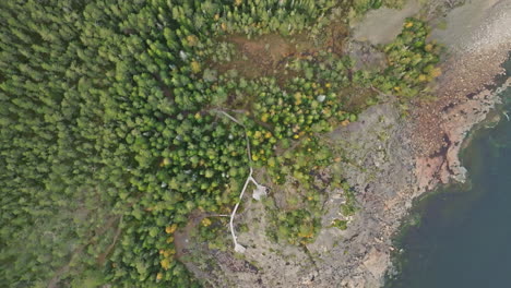 bird's eye view of fir autumn forest in serene shoreline of sweden