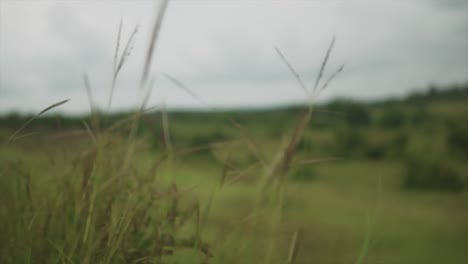 在印度一個灰色昏暗的日子,在鄉村的田野中,野生自然綠草的葉片的近距離拍攝,與周圍的山丘和山谷的模糊背景相對比