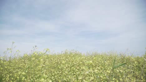 flowers-in-a-field-moving-with-the-breeze,-clean-blue-sky,-nature-rural-shot