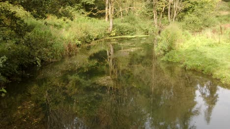 Sommeraufnahme-Der-Flusstaube-Mit-Weißen-Blumen,-Die-Oben-Schwimmen