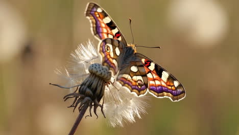 colorful butterfly perched on a dandelion puff