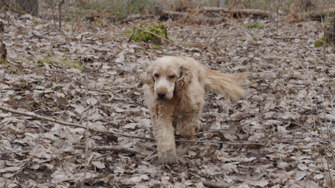 Footage of a cocker spaniel running towards the camera