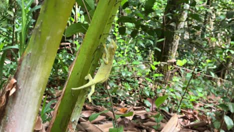 El-Camaleón-Tigre-De-Las-Seychelles-En-La-Rama-De-La-Palma-En-El-Bosque,-Mahe-Seychelles