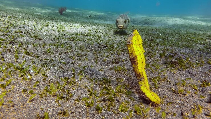 Yellow seahorse hovering at shallow depth over seabed partly overgrown with seagrass