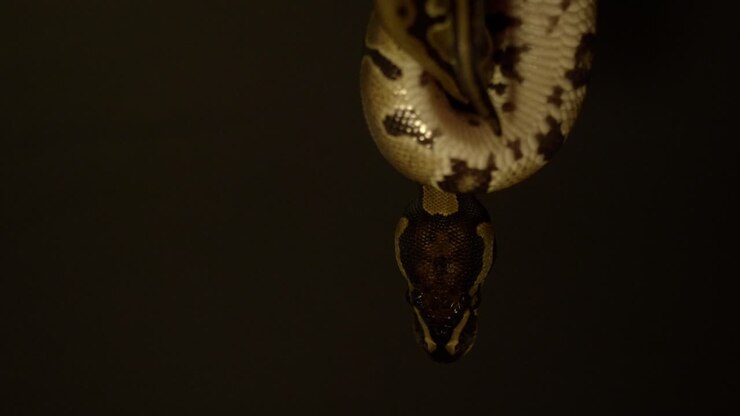Babypython die over handen beweegt