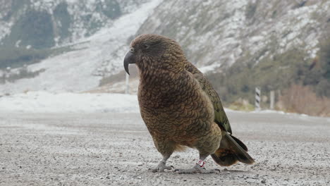 primer plano de un loro kea con anillo en la pierna en fiordland, nueva zelanda