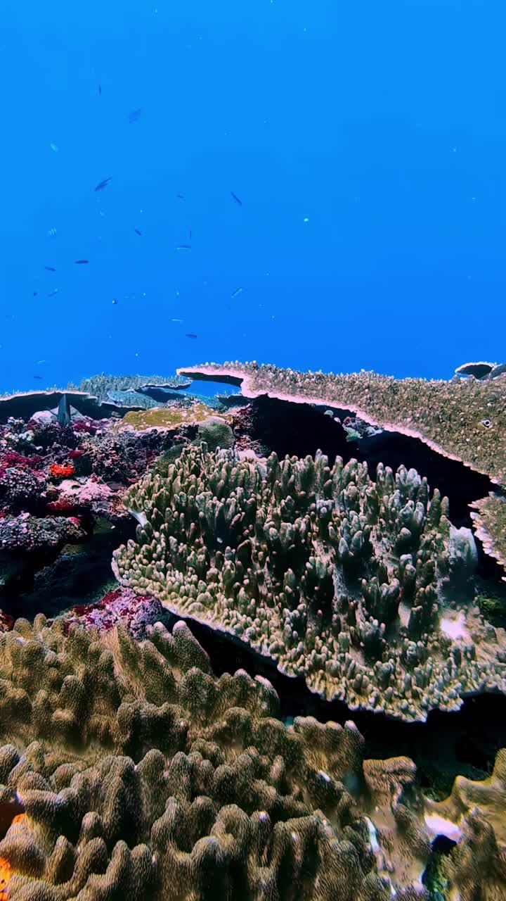 Coral diversity in the clear blue water along Indonesian shores