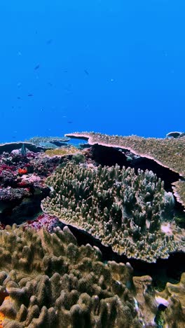 coral diversity in the clear blue water along indonesian shores