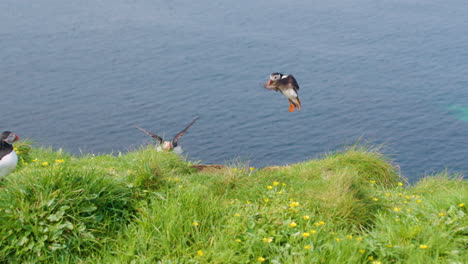 Puffins-flying-in-to-land-on-breeding-and-nesting-cliff-in-Scotland---SLOMO