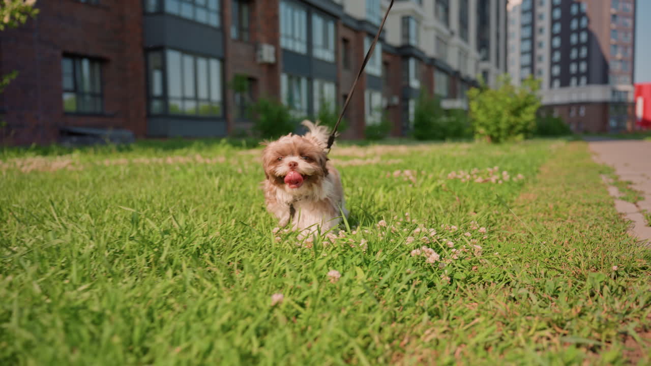 Small Puppy Explores Where Grass And Walkway Meet, Cheerful Puppy Playfully Investigates Plants Beside Sidewalk, An Energetic Young Dog Enjoys Exploring Lush Grass In Peaceful Suburban Setting