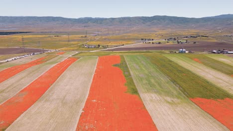 Luftdrohnen-Zeitraffer-Der-Kalifornischen-Super-Bloom-Blumenwiese-Mit-Menschen,-Die-Fotos-Machen-Und-Einen-Warmen,-Farbenfrohen-Frühlingstag-Genießen