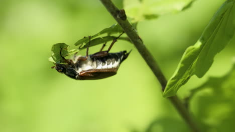 cockchafer on the oak branch eating leaf - macro shot