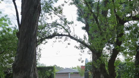 tilt down from tree tops to entrance to country house entrance in village