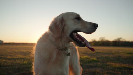 Perro-Golden-Retriever-Jadeando-Y-Cansado-Con-Lengua-Grande,-Temblando-En-Cámara-Lenta