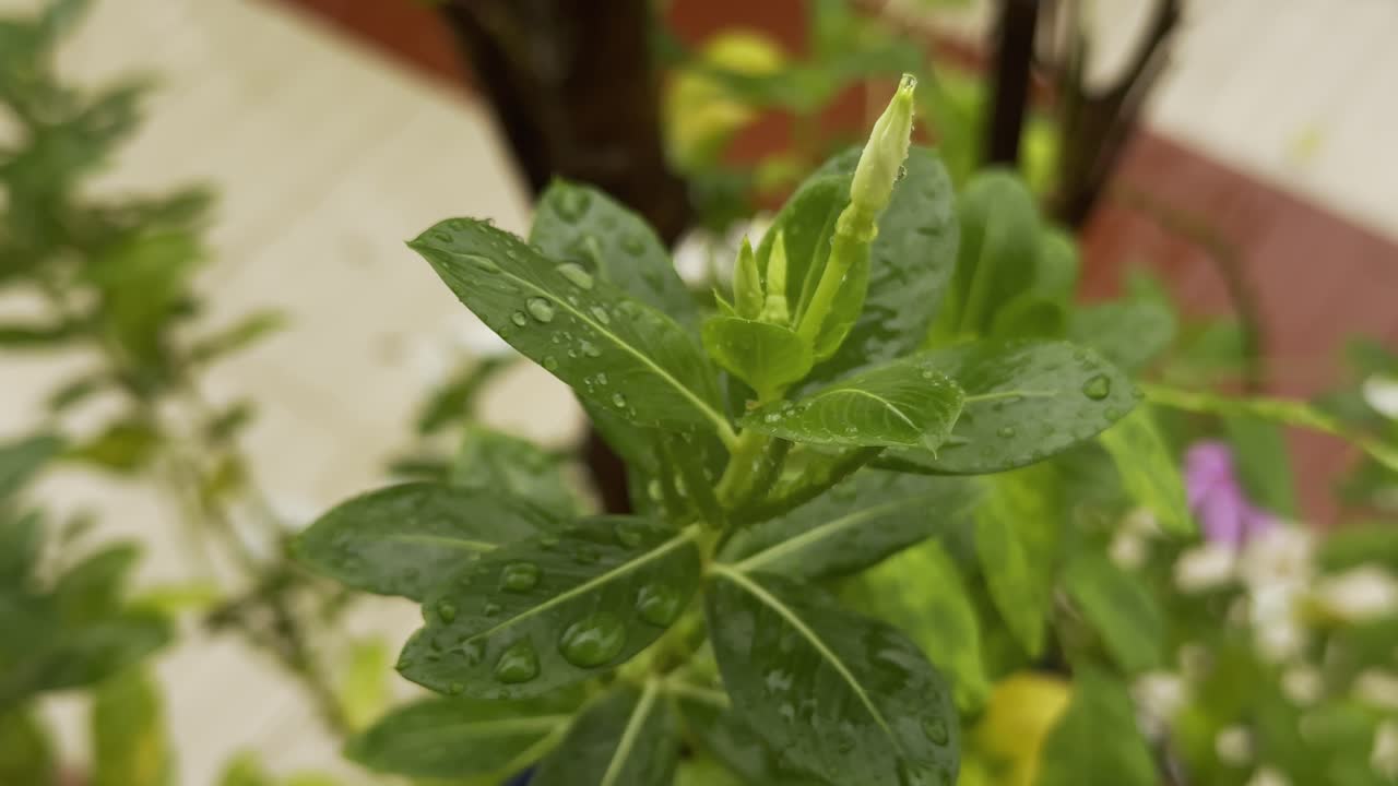 Close-up view of a Madagascar periwinkle or Catharanthus roseus plant with water droplets on its leaves