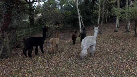 Young-herd-of-shy-Alpaca-walking-through-rural-Autumn-woodland-farm-trees