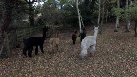 manada joven de alpaca tímida caminando a través de árboles de granja de bosques rurales de otoño