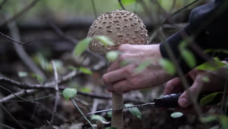 caucasian male cutting through the stem of big mushroom with knife in the forest, slow motion