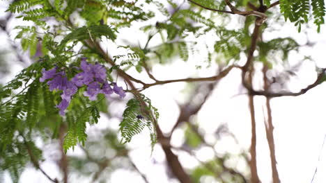 Purple-flower-blooming-with-white-building-background-on-sunny-day,-close-up-view